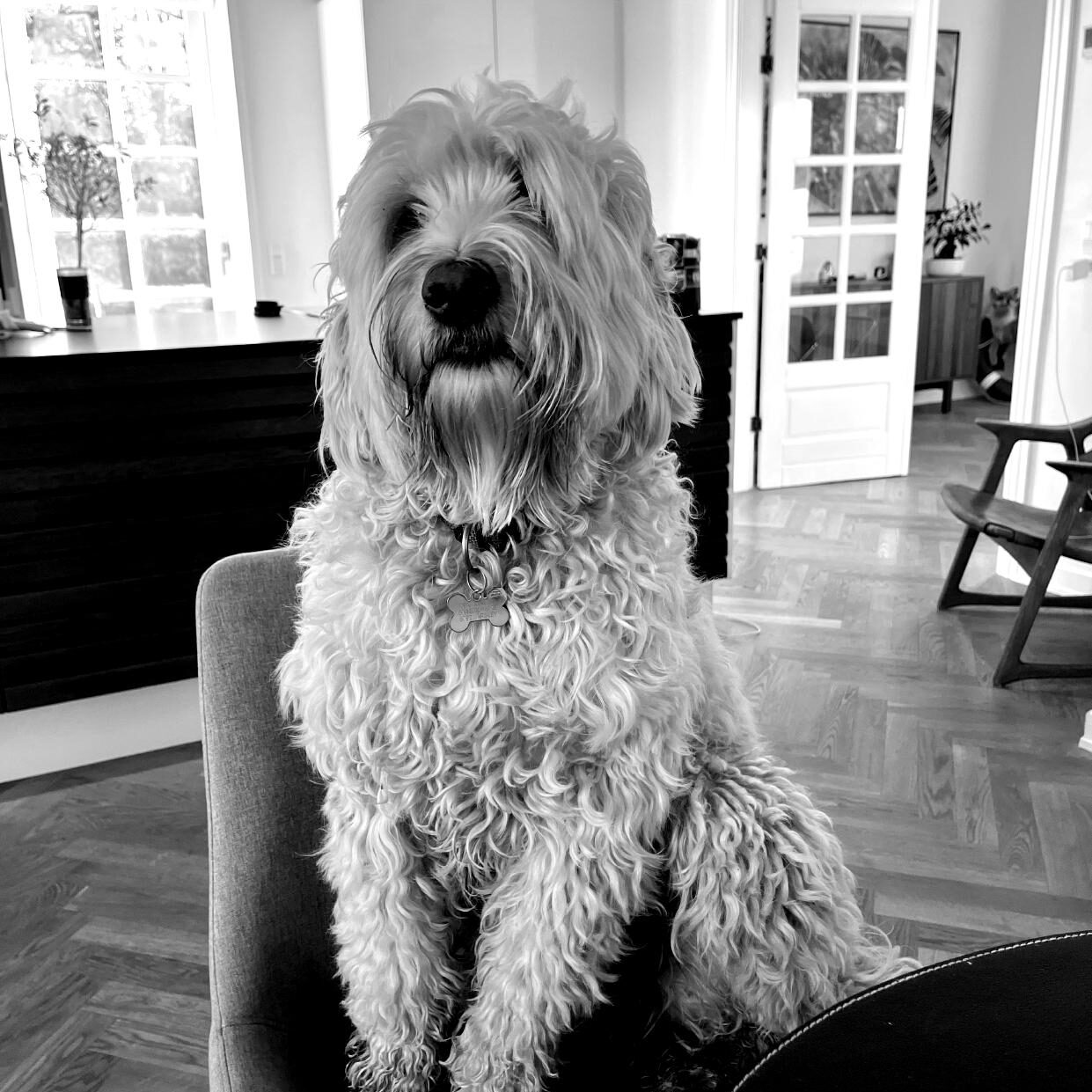 Holly_page-0001-blackwhite